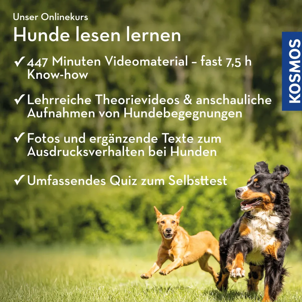 Hunde lesen lernen – Körpersprache beim Hund deuten
