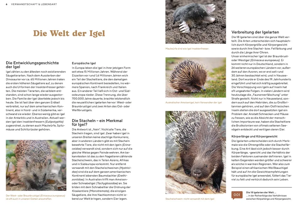 Igel im Garten
