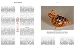 Insekten - Heimliche Herrscher