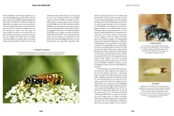Insekten - Heimliche Herrscher