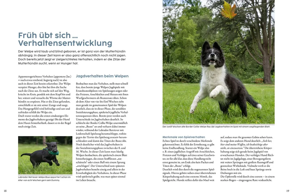 Jagdverhalten bei Hunden