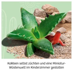Kakteen-Wüste