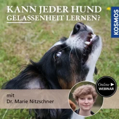 Kann jeder Hund Gelassenheit lernen?