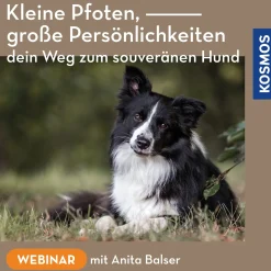 Kleine Pfoten, große Persönlichkeiten – dein Weg zum souveränen Hund