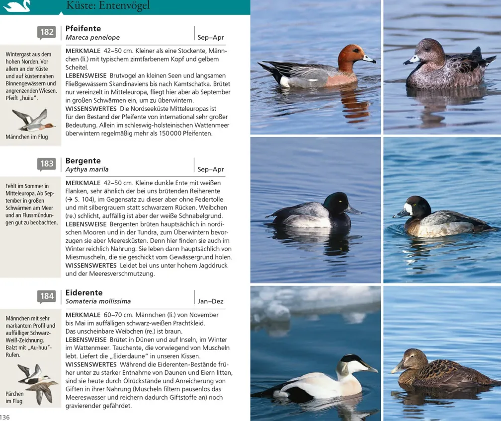 Kosmos Vogelführer für unterwegs