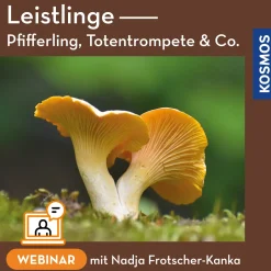 Leistlinge – Pfifferling Totentrompete & Co.