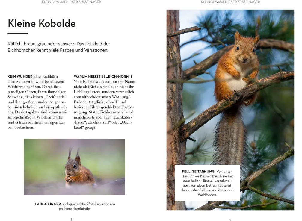Mach was für Eichhörnchen
