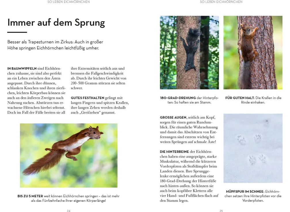 Mach was für Eichhörnchen