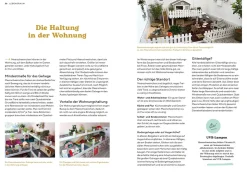 Meerschweinchen