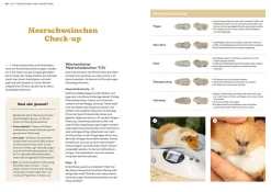 Meerschweinchen