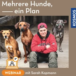 Mehrere Hunde – ein Plan