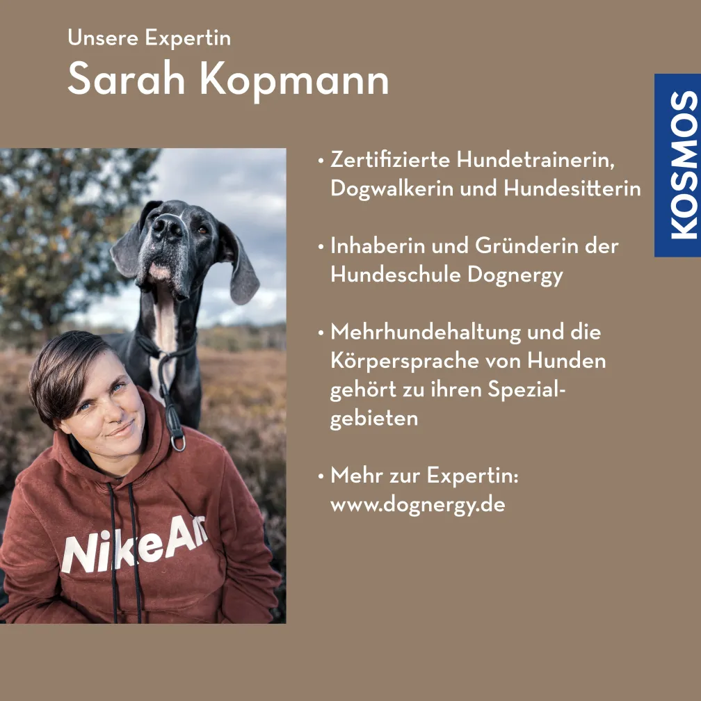 Mehrere Hunde – ein Plan
