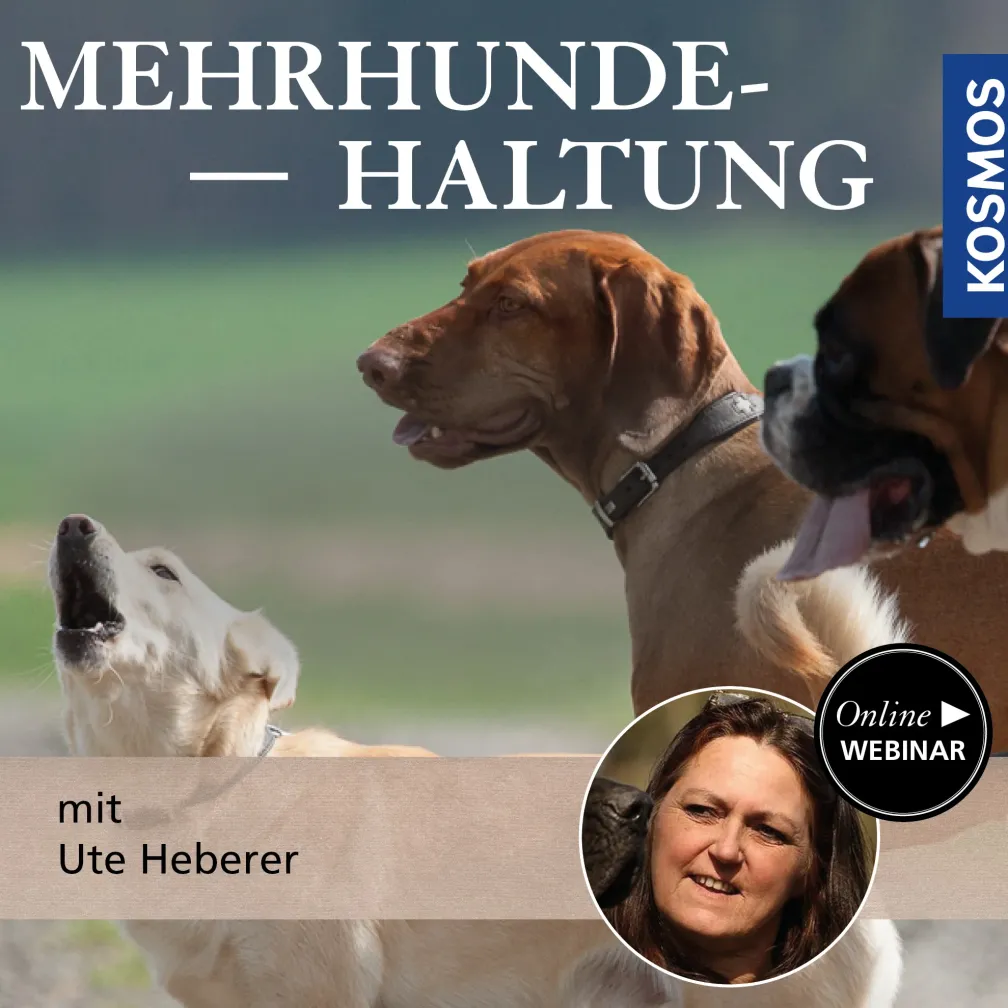 Mehrhundehaltung