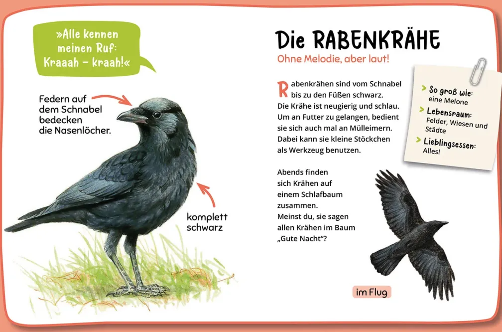 Mein erster Naturführer, Was fliegt denn da?