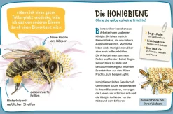 Mein erster Naturführer Was lebt im Garten?