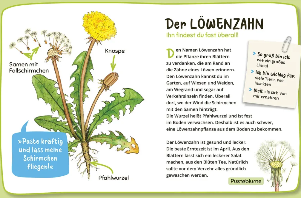 Mein erster Naturführer Was lebt im Garten?