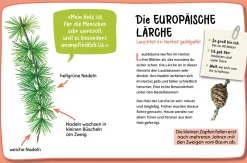 Mein erster Naturführer, Welcher Baum ist das?