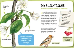 Mein erster Naturführer, Welcher Baum ist das?