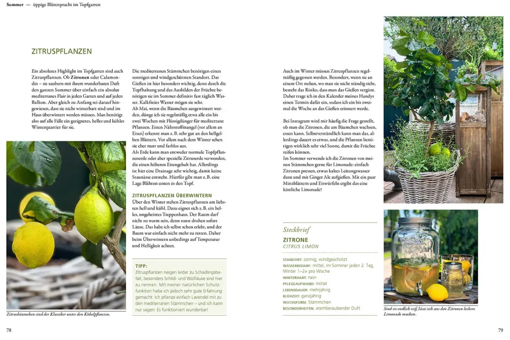 Mein wunderbarer Topfgarten
