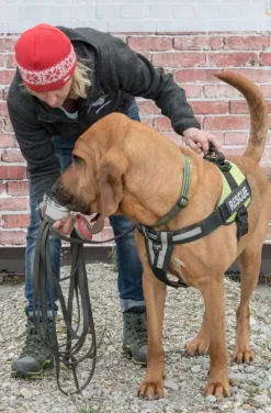 Mentalphase Teil 1: Wie kann ich meinen Hund abhärten, dass er durch Einsätze stärker wird
