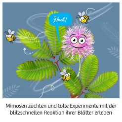 Mimosen-Garten
