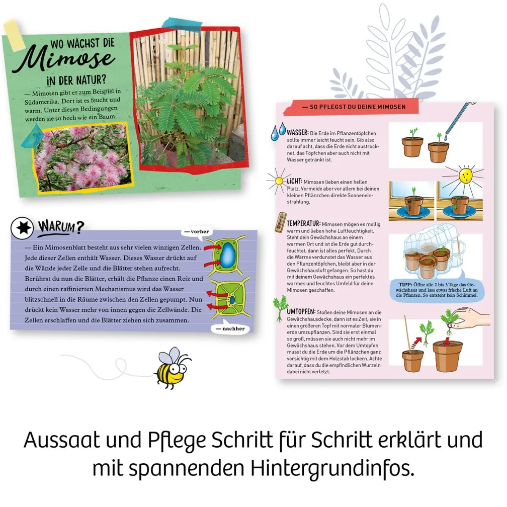 Mimosen-Garten