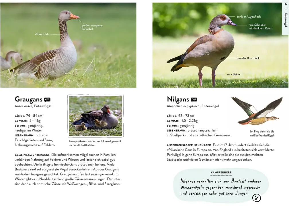 Nature Guide Vögel