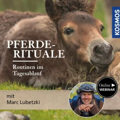 Pferde-Rituale: Routinen im Tagesablauf