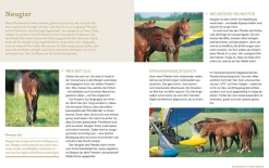 Pferde verstehen, erziehen und reiten