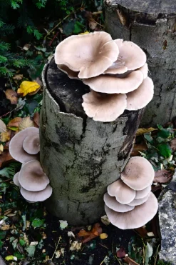 Pilze züchten – Pilze sammeln