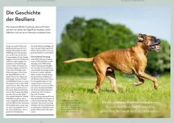 Resilienz bei Hunden