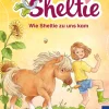 Sheltie - Wie Sheltie zu uns kam