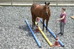 Stabiler Rumpf – geschickte Beine: Propriozeptives Training für mein Pferd!