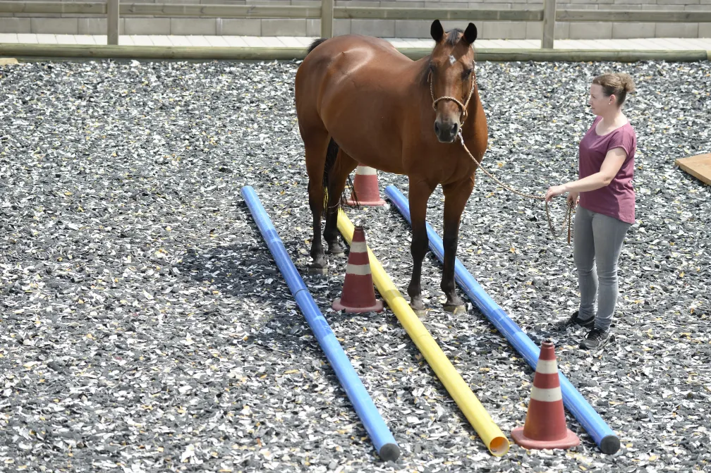 Stabiler Rumpf – geschickte Beine: Propriozeptives Training für mein Pferd!