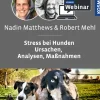 Stress beim Hund – Ursachen, Analyse, Maßnahmen
