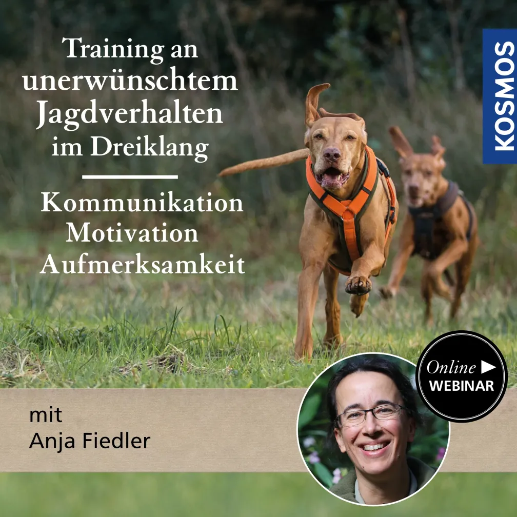 Training an unerwünschtem Jagdverhalten im Dreiklang: Kommunikation, Motivation & Aufmerksamkeit
