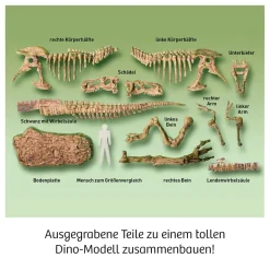 T-REX - 3D