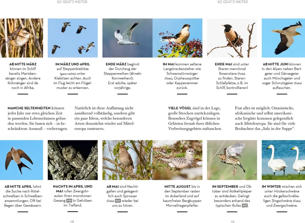 Vögel beobachten