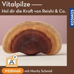 Vitalpilze – hol dir die Kraft von Reishi & Co