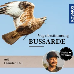 Vogelbestimmung: Bussarde