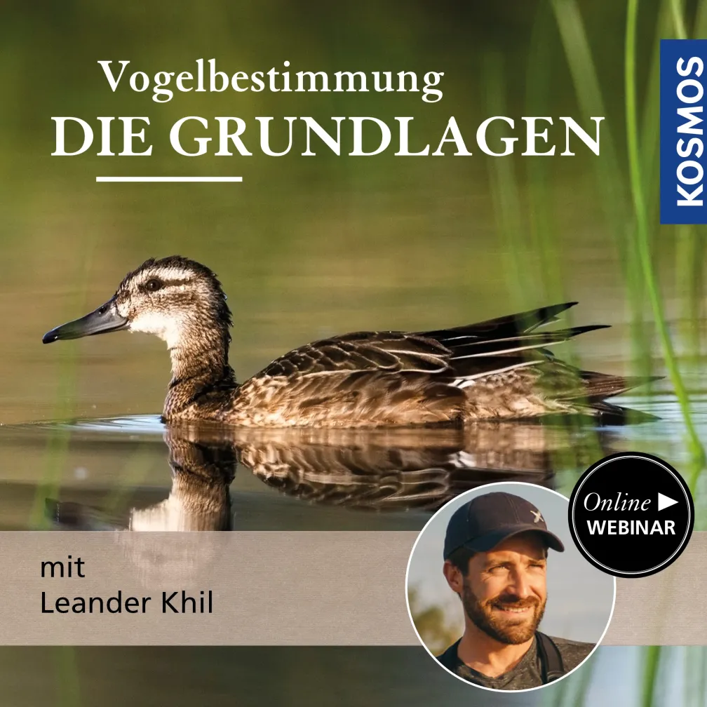Vogelbestimmung: Die Grundlagen