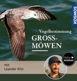 Vogelbestimmung: Häufige Großmöwen