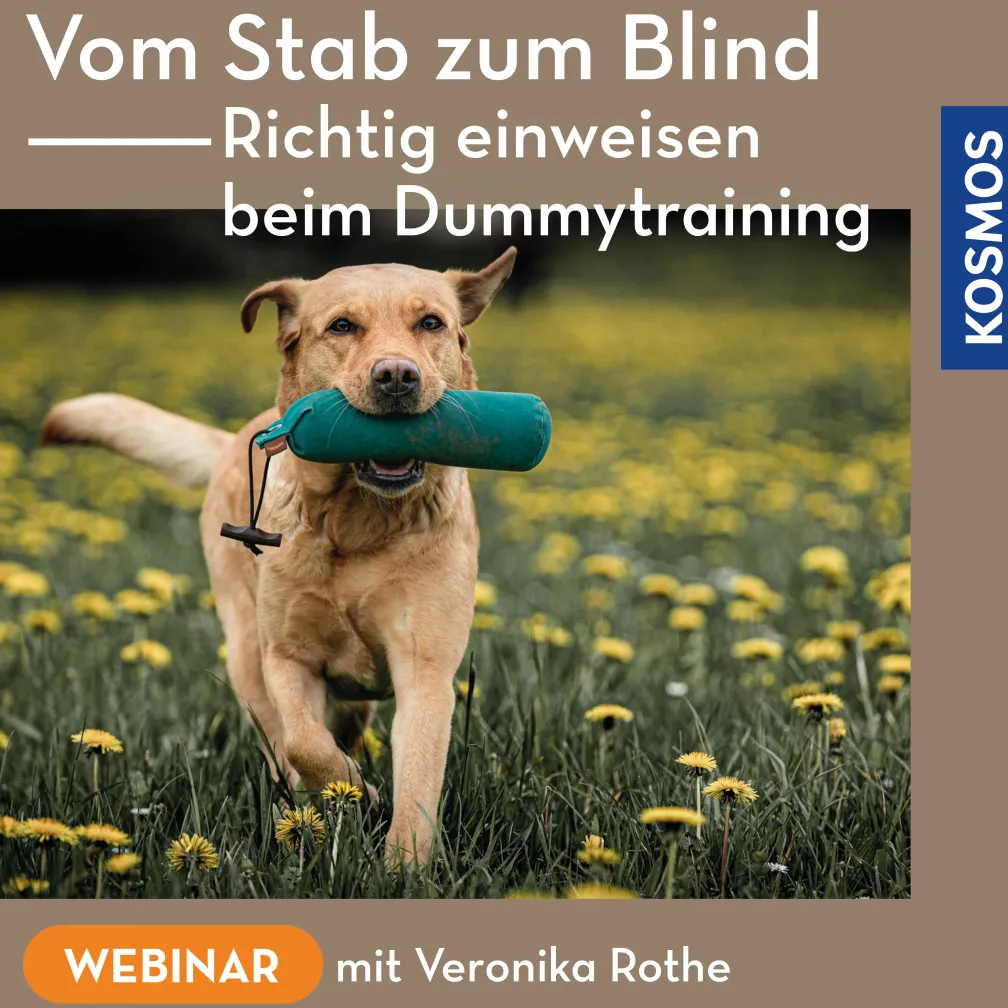 Vom Stab zum Blind – Richtig einweisen beim Dummytraining