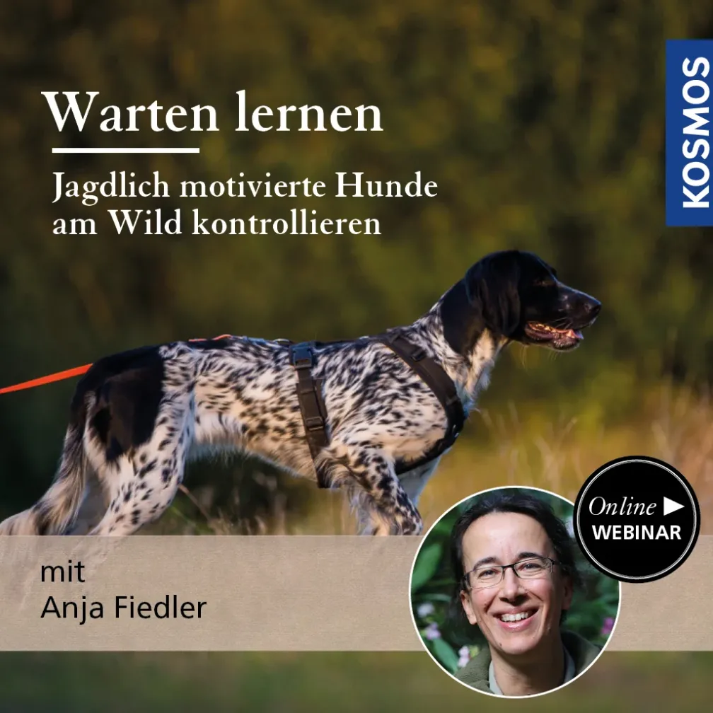 Warten lernen – Jagdlich motivierte Hunde am Wild kontrollieren