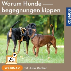 Warum Hundebegegnungen kippen