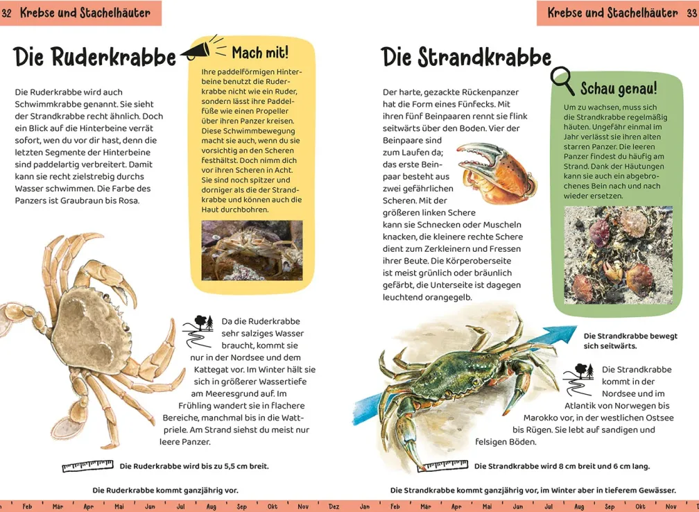 Was lebt an Strand und Küste? Kindernaturführer