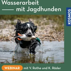 Wasserarbeit mit Jagdhunden