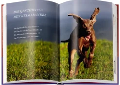 Weimaraner
