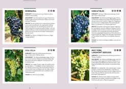 Wein im Garten anbauen & ernten