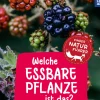 Welche essbare Pflanze ist das? Kindernaturführer